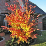 Луксът на есенната градина е японски бъгър: всичко за храсти и подходяща грижа за него